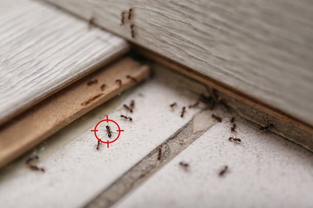 Best Flea Control Services  in Burns Harbor, IN