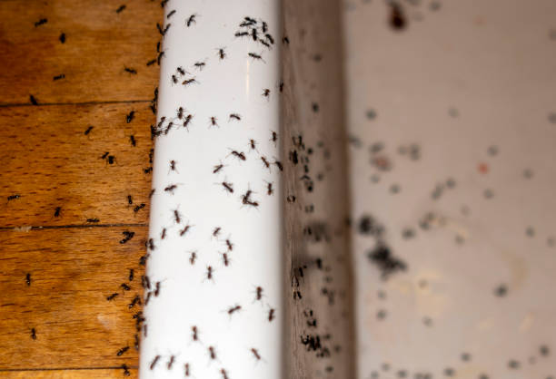 Pest Control Cost in Burns Harbor, IN
